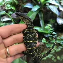 Vice - Round Neck Monitor Lizard