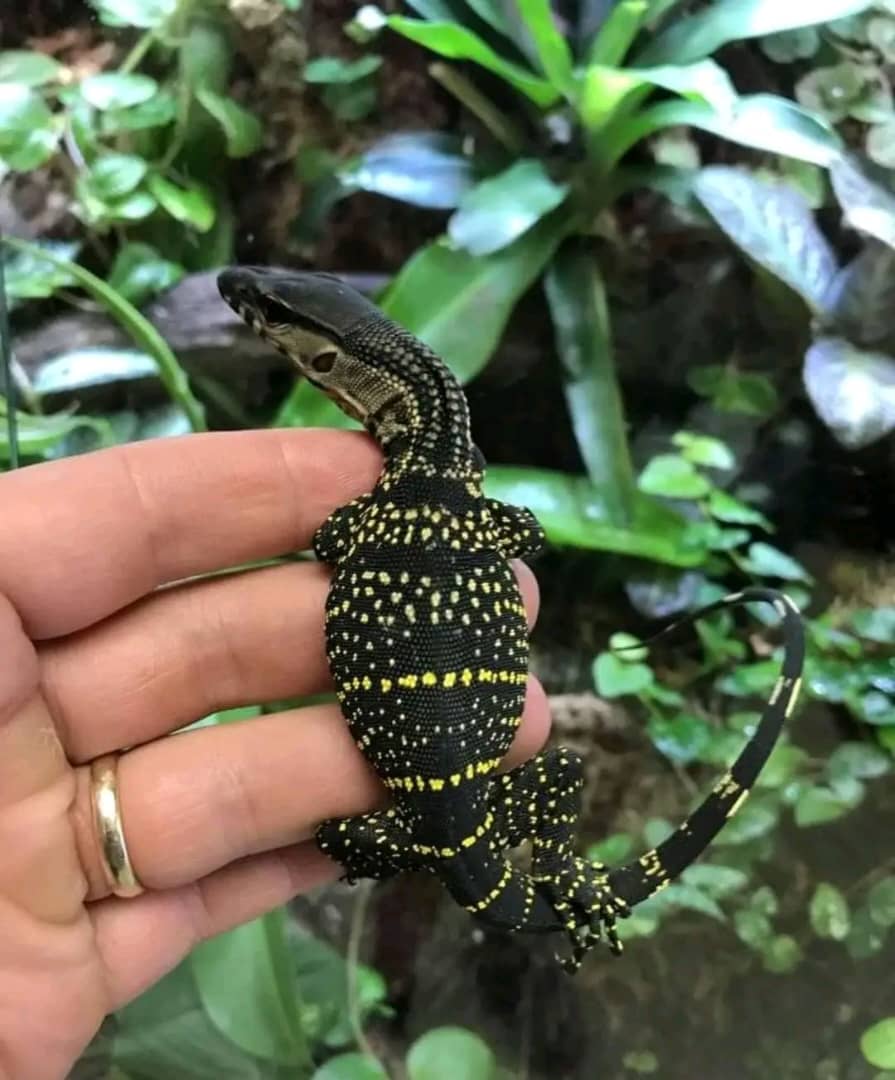 Vice - Round Neck Monitor Lizard