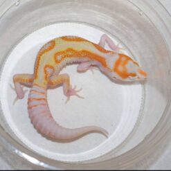 Julian - Tangerine Leopard Gecko