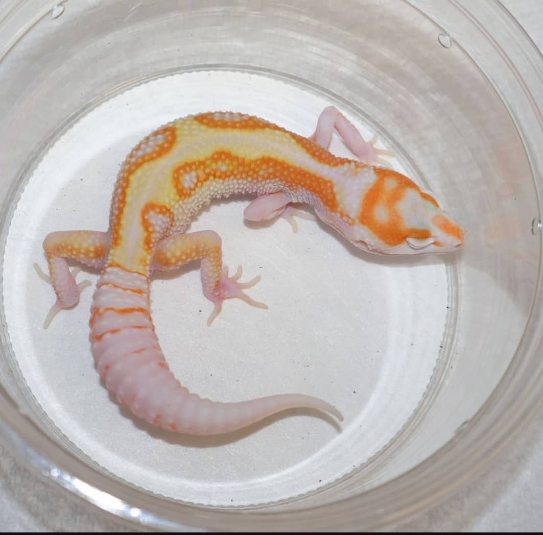 WhatsApp Image 2025-08-01 at 1.43.46 PM (1)