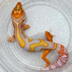 Jinie - Tangerine Leopard Gecko