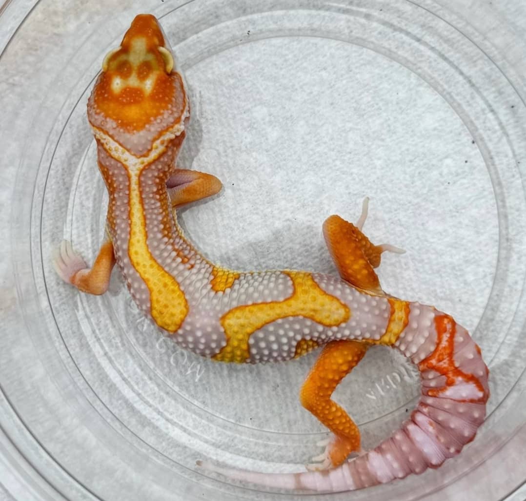 WhatsApp Image 2025-08-01 at 1.43.46 PM (2)