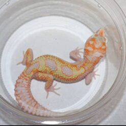 Weller - Tangerine Leopard Gecko