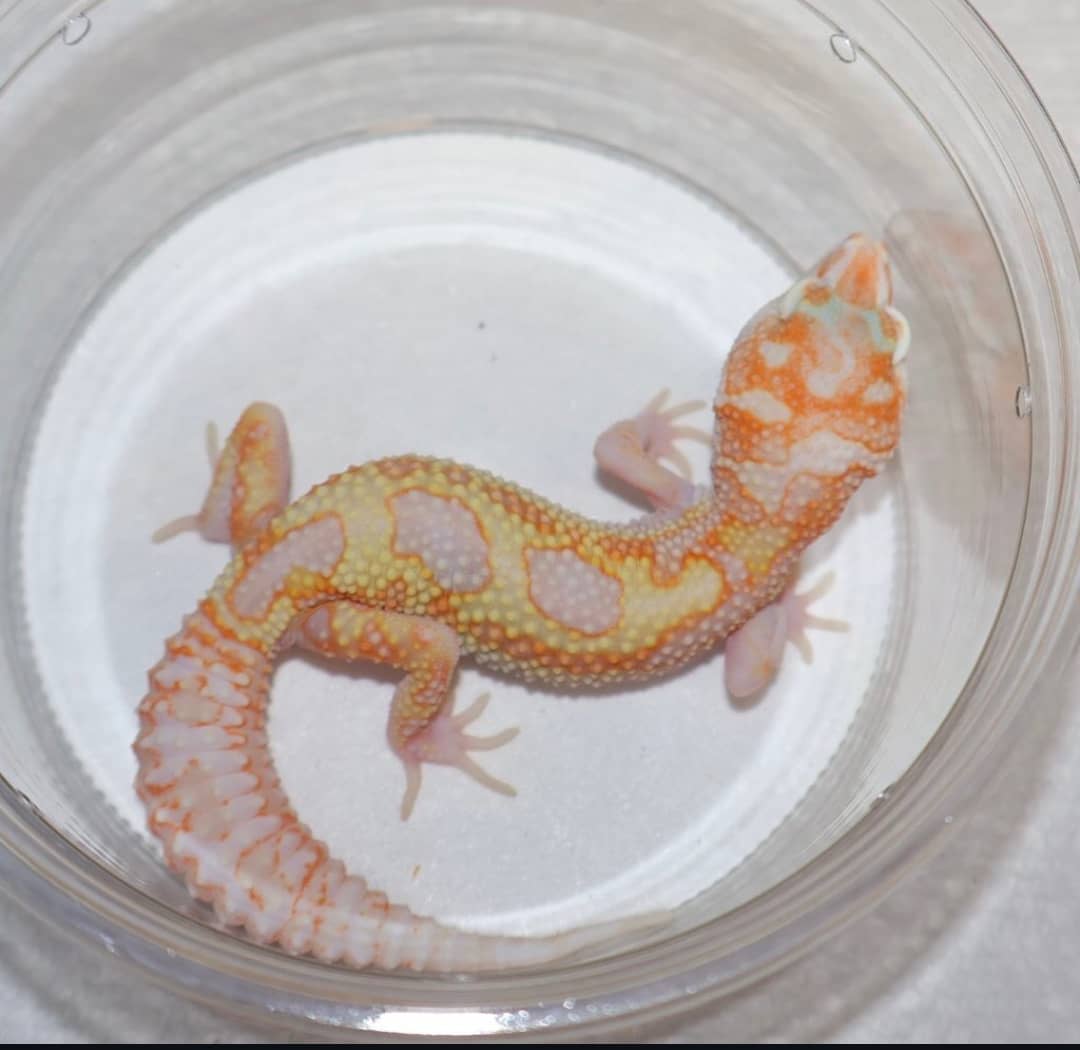 WhatsApp Image 2025-08-01 at 1.43.46 PM