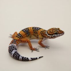 Paula - Tangerine Leopard Gecko