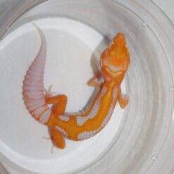 Herman - Tangerine Leopard Gecko