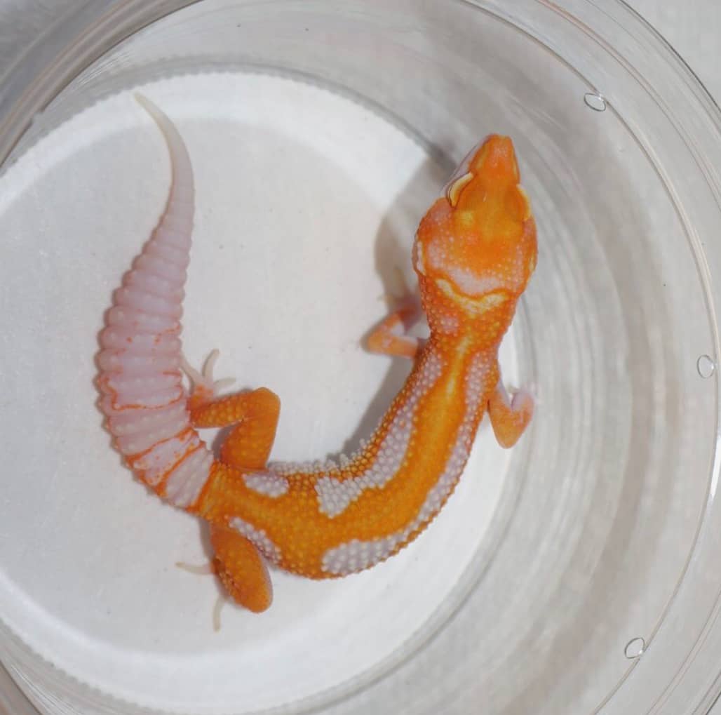 WhatsApp Image 2025-08-01 at 1.43.47 PM (2)