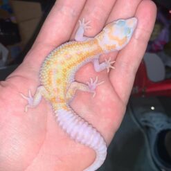 Grena - Tangerine Leopard Gecko