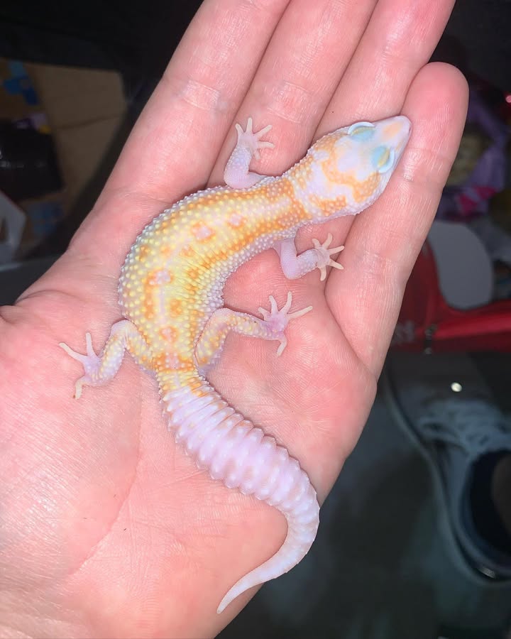 WhatsApp Image 2025-08-01 at 1.43.47 PM