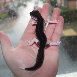 Gasha - Black knight Gecko