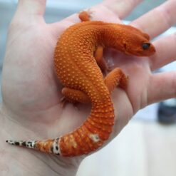 Bish - Leopard Gecko