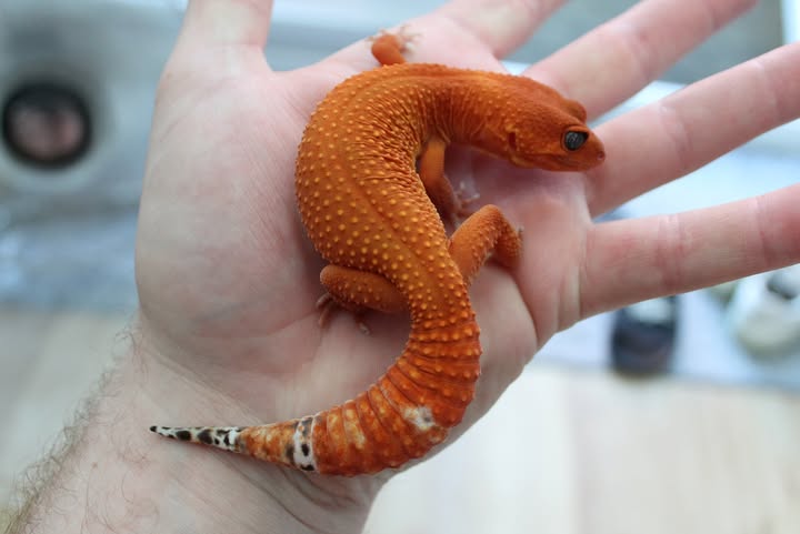 WhatsApp Image 2025-08-01 at 1.43.48 PM (2)