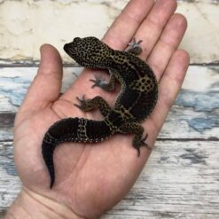 Venice - Black Knight Gecko