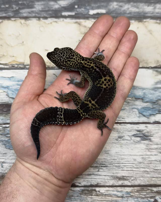 WhatsApp Image 2025-08-01 at 1.43.48 PM