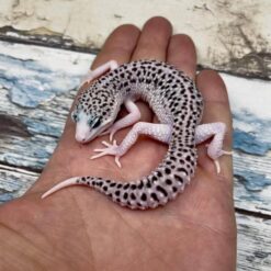 kocee - Leopard Gecko
