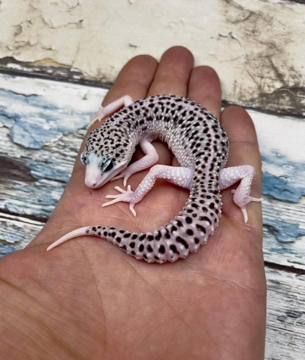 WhatsApp Image 2025-08-01 at 1.43.49 PM (1)