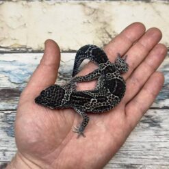 Bold - Black Knight Leopard Gecko