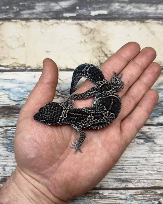 WhatsApp Image 2025-08-01 at 1.43.49 PM (2)