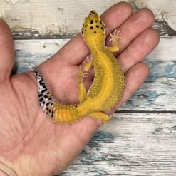 Ombeline - Leopard Gecko