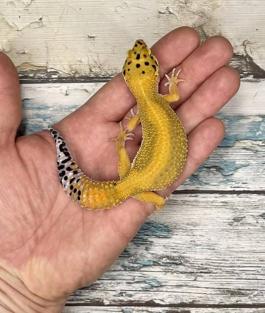 WhatsApp Image 2025-08-01 at 1.43.49 PM