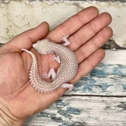 Peach - Leopard Gecko