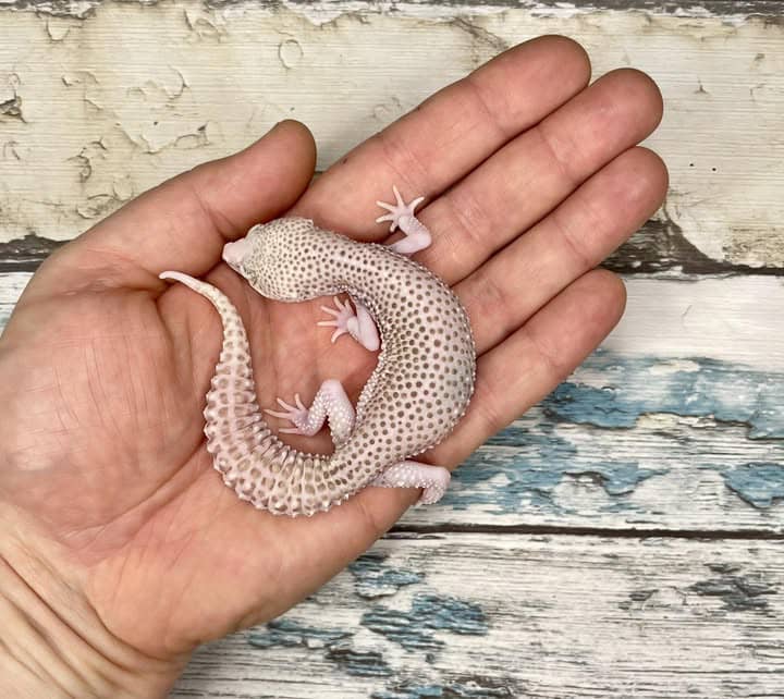 WhatsApp Image 2025-08-01 at 1.43.50 PM (2)