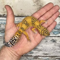 Elit - Leopard Gecko