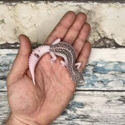 Adam - Leopard Gecko