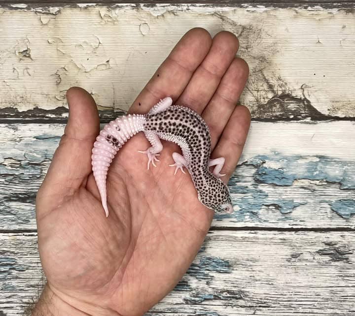 WhatsApp Image 2025-08-01 at 1.43.50 PM (3)