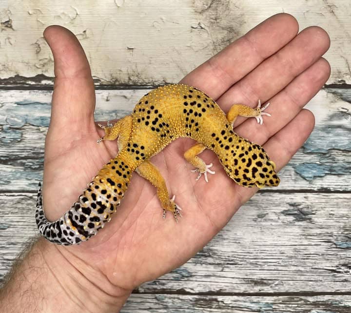 WhatsApp Image 2025-08-01 at 1.43.50 PM