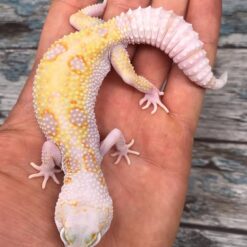 Alve - Leopard Gecko