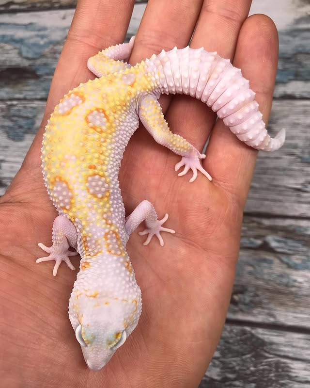 WhatsApp Image 2025-08-01 at 1.43.51 PM (1)