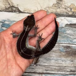 Nash - Leopard Gecko