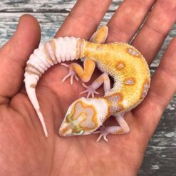 Rem - Leopard Gecko