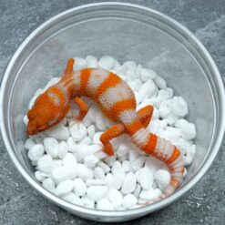 Solis - Leopard Gecko
