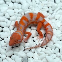 Finral - Tangerine Leopard Gecko