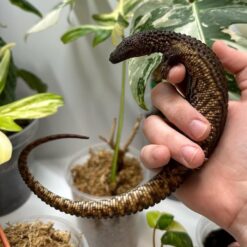 Frien - Earless Water Monitor Lizard