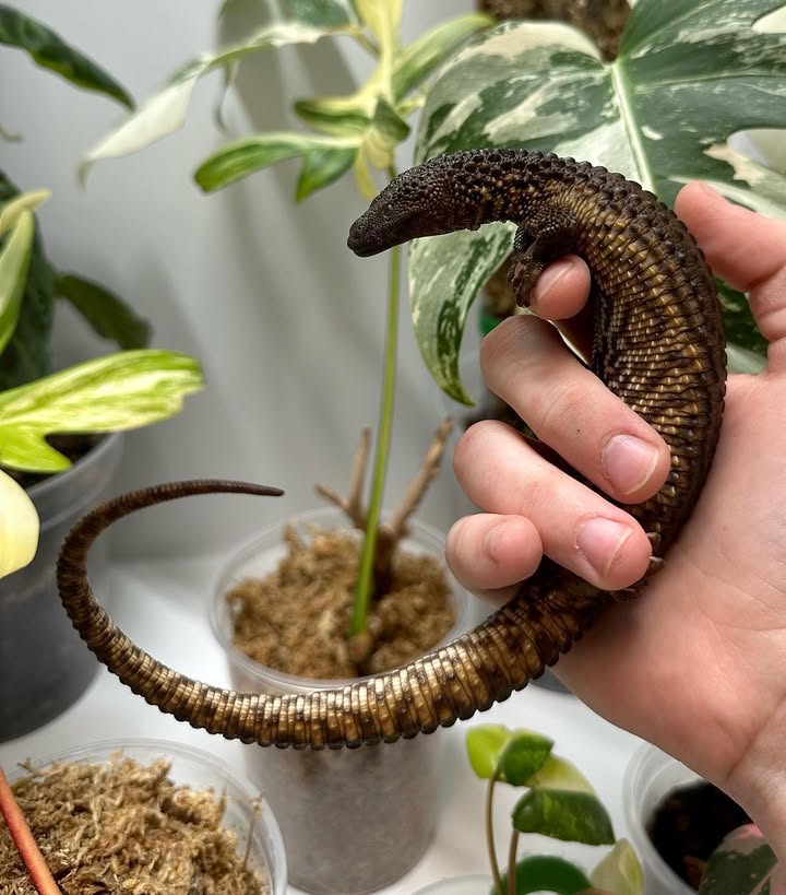 WhatsApp Image 2025-08-02 at 10.47.11 PM