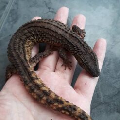 Spain - Earless Water Monitor Lizard