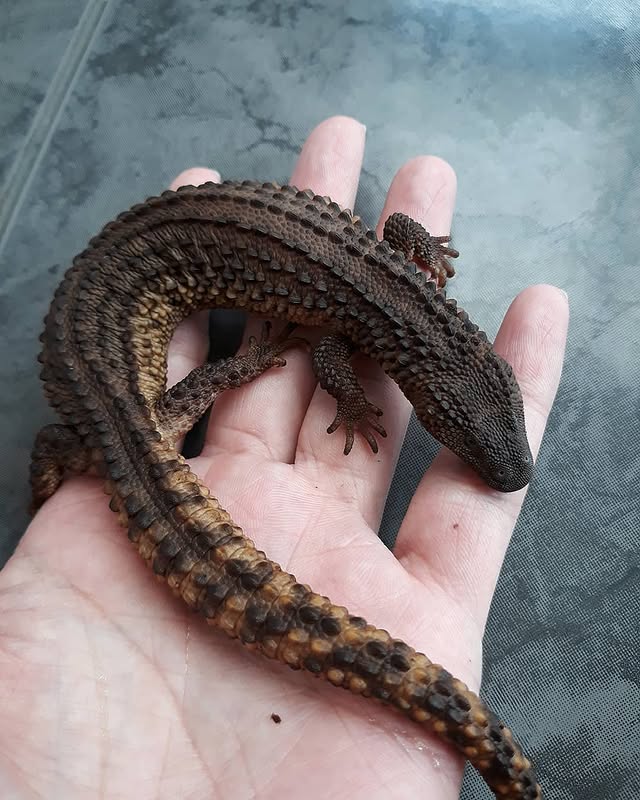 WhatsApp Image 2025-08-02 at 10.47.56 PM