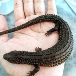 Jedda - Earless Water Monitor Lizard