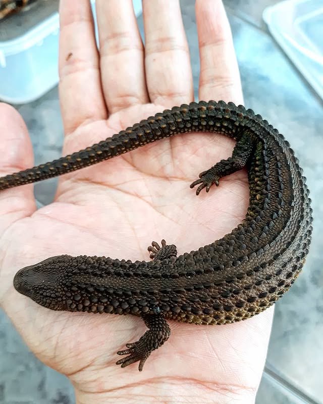 WhatsApp Image 2025-08-02 at 10.48.00 PM