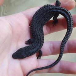 Joy - Earless Water Monitor Lizard