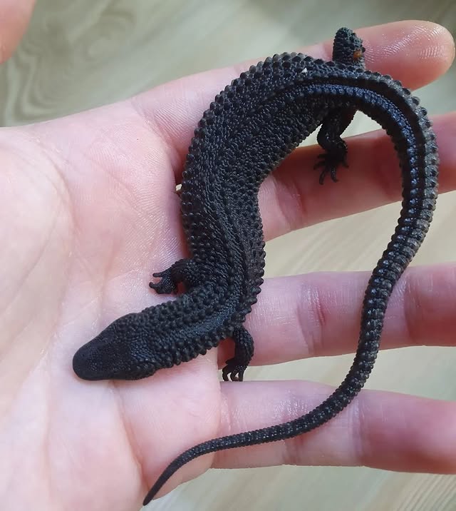 WhatsApp Image 2025-08-02 at 10.48.02 PM