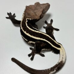 Billy - Male Axantic Crested Gecko