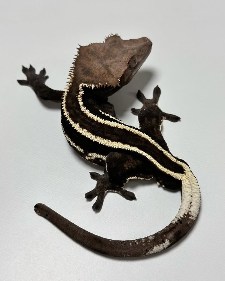 WhatsApp Image 2025-08-15 at 9.20.18 AM (1)