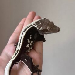 Nami - Axantilic Crested Gecko