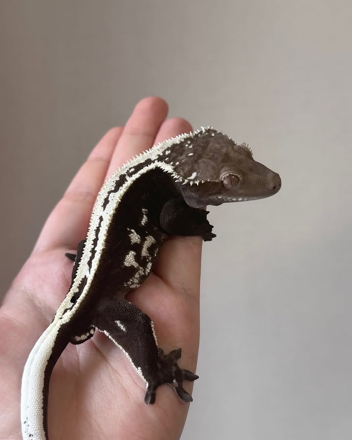 WhatsApp Image 2025-08-15 at 9.20.18 AM