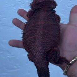 Carl - Dark Red Monster Bearded Dragon