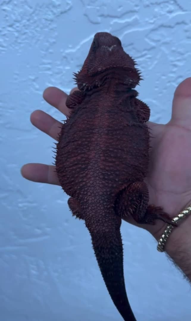 WhatsApp Image 2025-08-16 at 3.27.42 AM